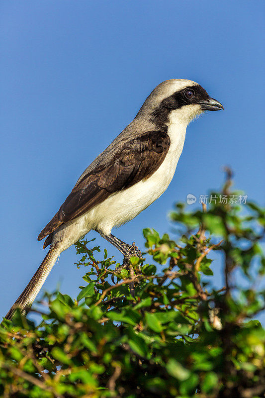 灰背财政伯劳(Lanius excubitoroides)栖息在早午餐上